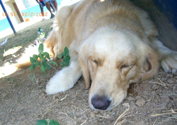 ２００７年２月２４日（土）ドナルド・サッカーアカデミー＆デリー・バルデス・サッカーアカデミー交流会！！（その3） 030