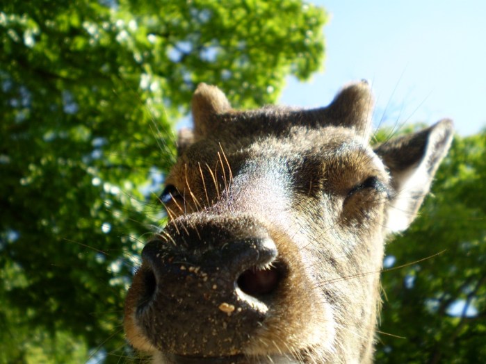 OLYMPUS DIGITAL CAMERA